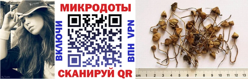 Купить где  Нижнеудинск  Псилоцибиновые грибы Cubensis 